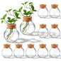12 Pack Glass Plant Propagation Stations, Spherical - style: Spherical