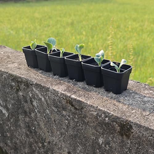 200 Pack 1.95 Inch Tiny Black Plastic Square Nursery and Seedling Pot, Mini Transplant Seed Starter Planter with Drain Hole for Germination, Herb, Succulent - color: Black, size: 1.95 inch