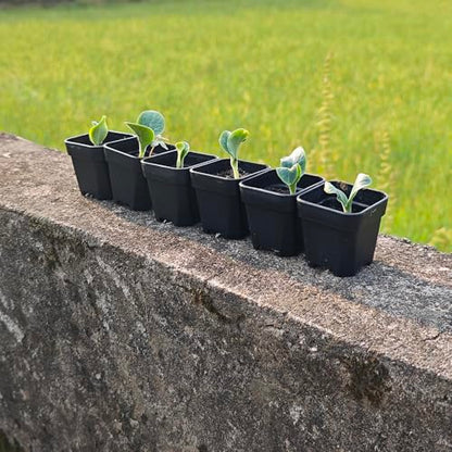 200 Pack 1.95 Inch Tiny Black Plastic Square Nursery and Seedling Pot, Mini Transplant Seed Starter Planter with Drain Hole for Germination, Herb, Succulent - color: Black, size: 1.95 inch