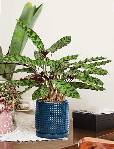 D'vine Dev 2-Pack Beaded Ceramic Pots, 6 in, Midnight Blue, 27-E-X-3 - color: Midnight Blue