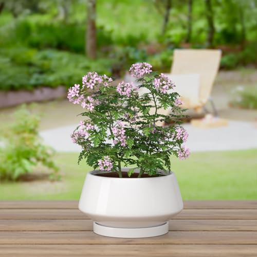 8.3 Inch White Ceramic Planter with Drainage Hole and Saucer - color: Gloss White, size: Medium