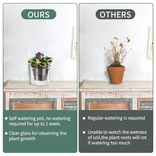 4 Inch Glass Plant Pot for Indoor Plants,Home Table Decoration