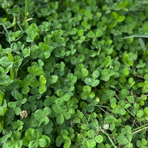 Mountain Valley Seed Co Micro Clover Seed for Lawn - 1 Lb - 400,000 - size: 1 Lb