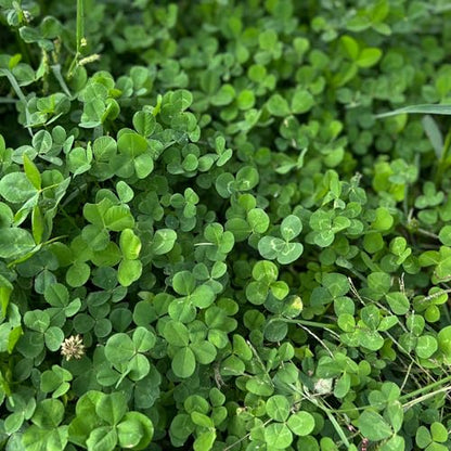 Mountain Valley Seed Co Micro Clover Seed for Lawn - 1 Lb - 400,000 - size: 1 Lb