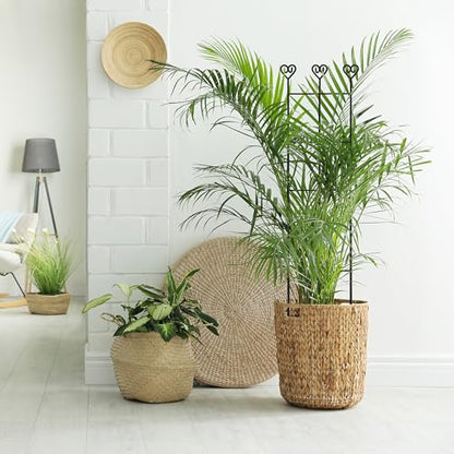 Coomin 32in Monstera Plant Support Trellis for Indoor Plants, 4P - size: 32in/4p