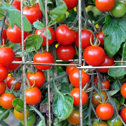 4 Pack 12x39 Inch Galvanized Folding Square Tomato Cages - size: 39in Sq-Galvanized-4Pack