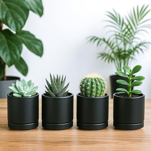 D'vine Dev 4-Pack Ceramic Pots with Saucers, Black, 3.5 in, 94-X-A-2 - color: Black, size: 3.5 Inch