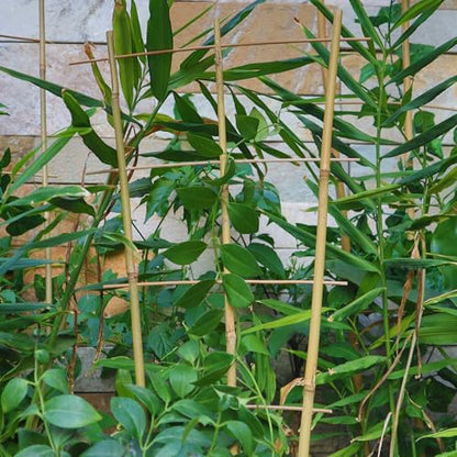 10 Pack 2ft Bamboo Trellis for Climbing Plants, Fan-Shaped Garden Support - size: 2 FT