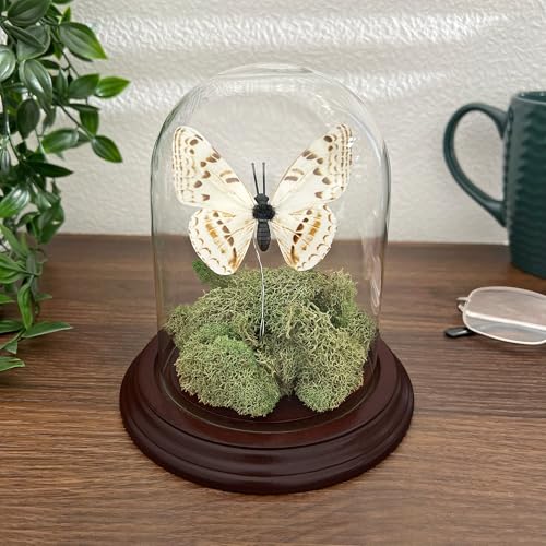 Plymor 4" x 5.25" Glass Display Dome Cloche (Dark Mahogany Veneer Base) - color: Dark Mahogany Veneer Base