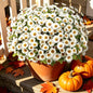 Artificial Daisy Mums for Outdoors, 12 PCS Fall Flowers, White - color: White