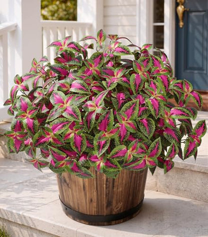 HyeFlora Artificial Coleus Plants Outdoor 5 Pcs (Red) - color: Red