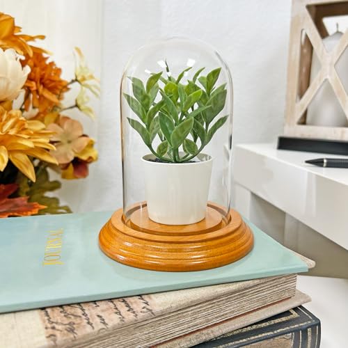 Plymor 3" x 5" Glass Display Dome Cloche (Oak Veneer Base) - color: Oak Veneer Base