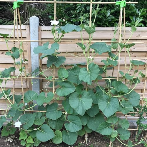 Plant Stakes 4.8FT, Natural Bamboo Stakes,20Pcs Sturdy Bamboo Garden Stakes - size: 4.8Ft, 20Pack