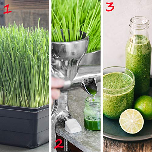 Handy Pantry 10-Pack 1010 Garden Growing Trays Without Drain Holes - style: Without drain holes