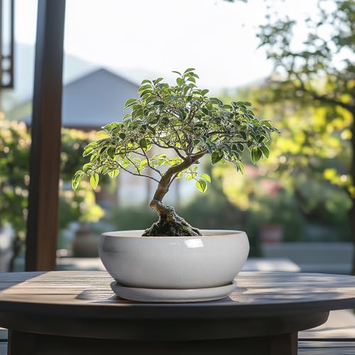 SQOWL Bonsai Tree Pots, 8 Inch Ceramic Plant Pots with Saucer, Gray - color: Gray, size: 8 Inch