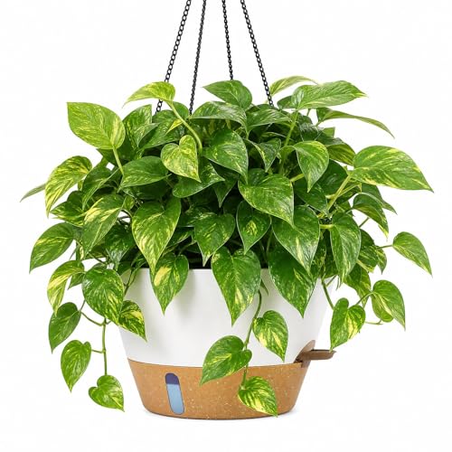 ZMTECH Large 12Inch Self Watering Hanging Planter, Water Window & Chain - color: White