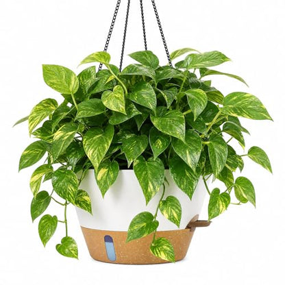 ZMTECH Large 12Inch Self Watering Hanging Planter, Water Window & Chain - color: White