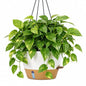 ZMTECH Large 12Inch Self Watering Hanging Planter, Water Window & Chain - color: White