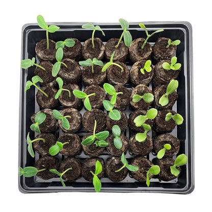 Jiffy Seed Starting Tray Kit - 36 Cell, Bonus 3 Pack, Seeding Starter Kit - 11 x 11 x 4.25 in - style: 3 Greenhouse Kit