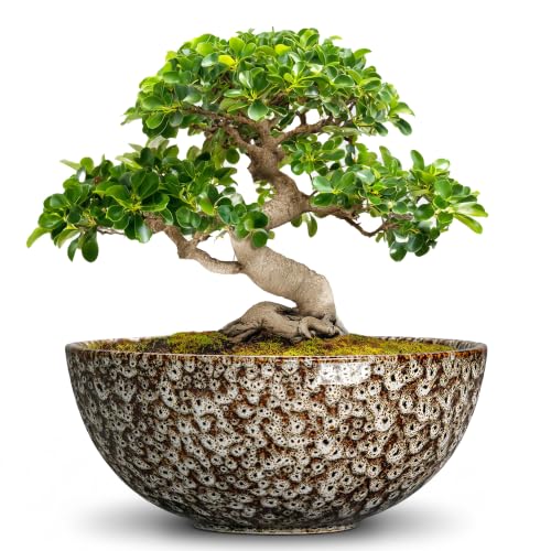 Bonsai Pots 10 Inch, Ceramic Succulent Pots, White Leopard - color: White Leopard-1, size: 10 Inch