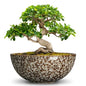 Bonsai Pots 10 Inch, Ceramic Succulent Pots, White Leopard - color: White Leopard-1, size: 10 Inch