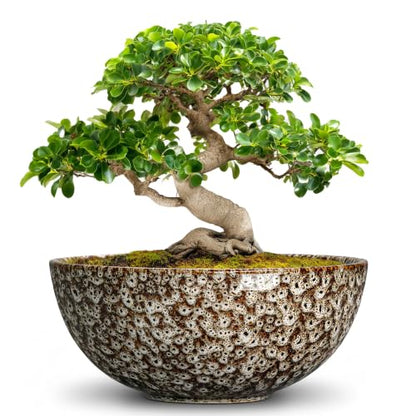 Bonsai Pots 10 Inch, Ceramic Succulent Pots, White Leopard - color: White Leopard-1, size: 10 Inch