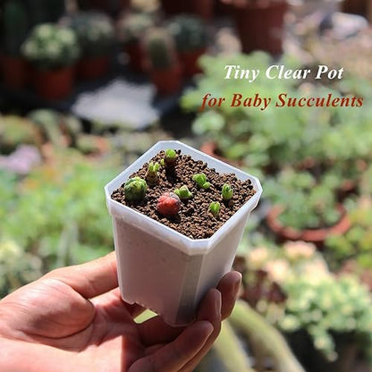 60 Pack Small 2.70 Inch Plastic Square Nursery Pot, Plant Starting and Transplant Planter Container with Drainage Hole for Seed Germination, Clear