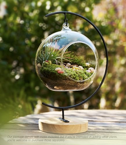 LuckyRunes DIY Terrarium Kit with Live Moss, 15-Piece Glass Globe Set