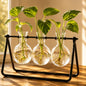 Plant Propagation Stations, Plant Terrarium with Minimalist Metal Stand