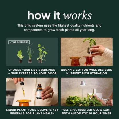 Lettuce Grow Counterstand | Hydroponic Garden Kit with LED Grow Light