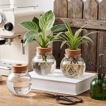 12 Pack Glass Plant Propagation Stations, Spherical - style: Spherical