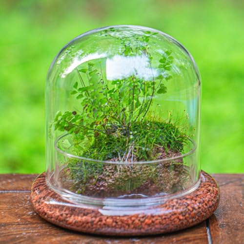 Small Glass Cloche Dome with Base for Mini Carnivorous Plants