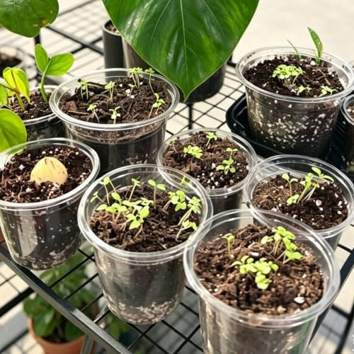 Clear Nursery Pots with Drainage, 3-9.6 in Plant Pot (18Pack 4/5/6/8in) - size: 18Pack 4/5/6/8in