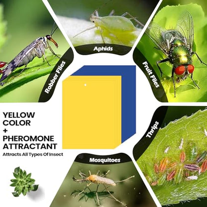 Qualirey 100 Pcs 6x8 Inch Yellow Blue Sticky Traps for Gnats - color: Yellow,Blue