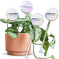 Tomorotec 4Pcs Rainbow Glass Plant Watering Globes, Self Watering Spikes - color: Iridescent 4-Pack