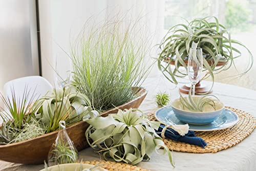 Air Plants Fertilizer in fine Mist Spray Bottle – Plant Food for Tillandsia - Monthly use for Growth of House Plants (1 Pack - 8 OZ) - size: 1 Pack - 8 OZ