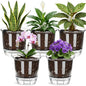 Self Watering Pots Set, Clear Self Planter Pot for Indoor Plants - size: Round, 5Pcs Large