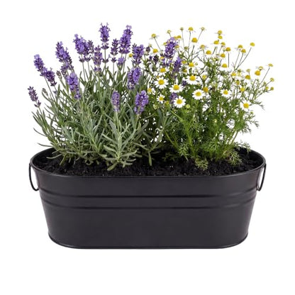 Buzzy Seeds Chamomile & Lavender Zen Grow Kit, Metal Windowsill Planter - color: Black