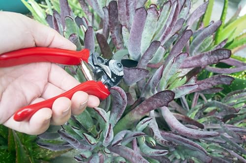 Corona Tools Yard Essentials Pocket Pruner - size: Pocket Pruners