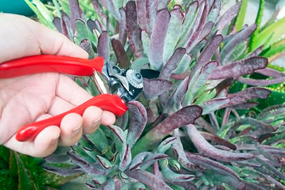 Corona Tools Yard Essentials Pocket Pruner - size: Pocket Pruners