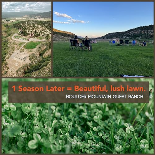 Mountain Valley Seed Co Micro Clover Seed for Lawn - 25 Lb Bulk - size: 25 Lb