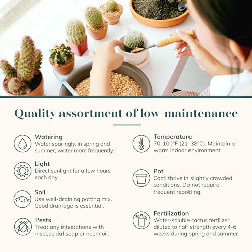 Shop Succulents | Can't Touch This Collection | Assortment of Hand Selected, Fully Rooted Live Indoor Cacti Plants, 12-Pack - size: 12-Pack, style: Cactus