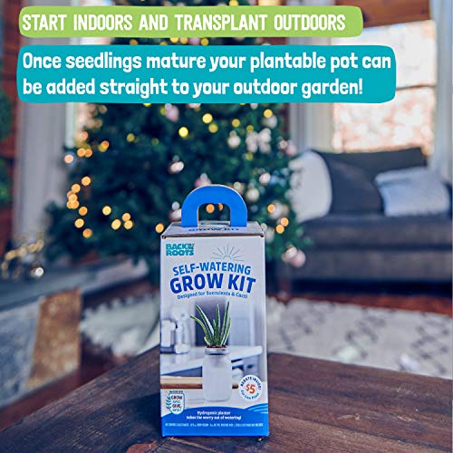Back to the Roots Self Watering Grow Kit - Glass Hydroponic Planters for Succulents and Cacti Self-Watering System - size: 1 Count (Pack of 1), style: Self-Watering Succulent Kit