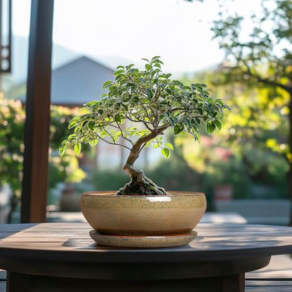 SQOWL Succulent Pots, 8 Inch Ceramic Bonsai Pots with Drainage Tray, Brown - color: Speckled-brown, size: 8 Inch