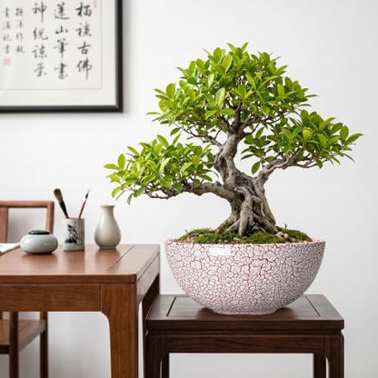 Bowl Planter 10 Inch, Ceramic Bonsai Tree Pots, Texture Red - color: Texture Red-1, size: 10 Inch