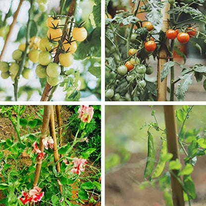 COLOtime Bamboo Stakes 4FT Garden Stakes Plant Stakes for Indoor and Outdoor Climbing Plants Poles Sticks Support Tomatoes Eggplants Beans 25 Pack - size: 4ft, 25 Pack