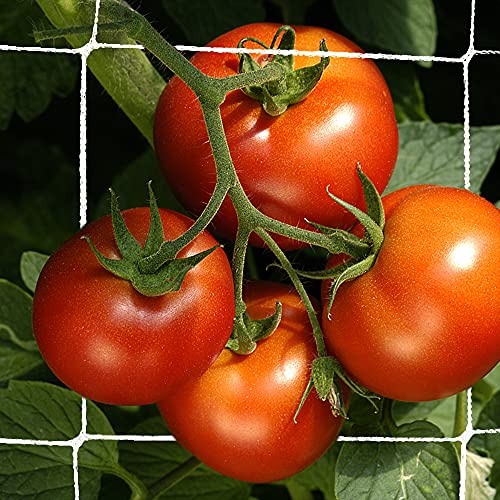Trellis Netting, CANAGROW Heavy-Duty Garden Plant Trellis Netting for Climbing Plants, Outdoor Indoor Grow Net for Beans Tomatoes Peas Pumpkin Flowers, 6x30ft, 1 Pack - size: 6'x30'