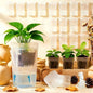 16 Pack 2" Mini Self Watering Pots Clear Deep Square Planters - size: 2"