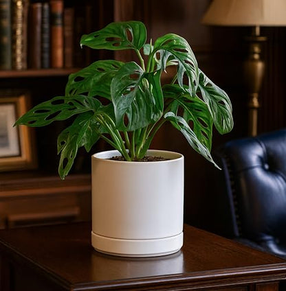 D'vine Dev 6.5 Inch Ceramic Planter Pot, White, 94-O-C-1 - color: White, size: Small