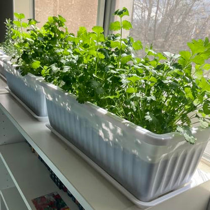 6 Pack 17 Inches Countryside Flower Box Planters, Plastic Vegetable Planters with 30 PCS Plant Labels, White Flower Window Boxes with Attached Tray for Windowsill, Patio, Garden, Balcony… - size: 6 Pack White
